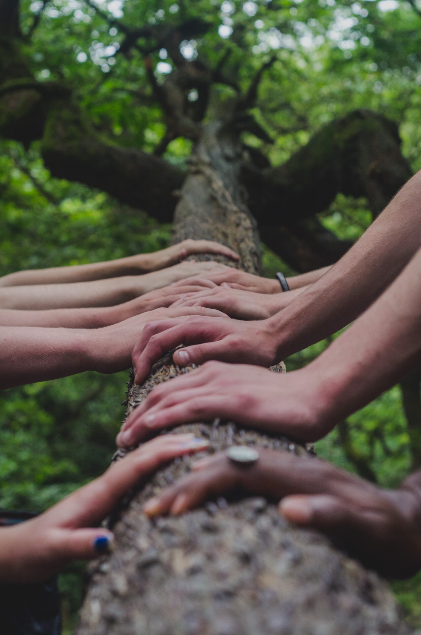 A picture containing peoples hands on a tree