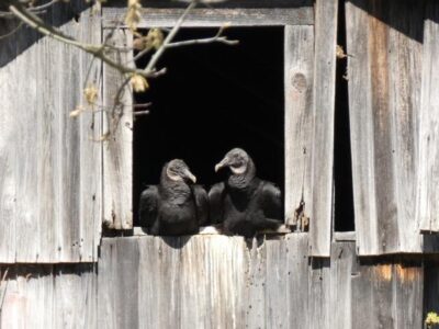 Vulture couple perched on window in old barn