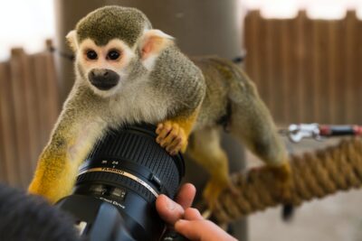 A monkey on a camera