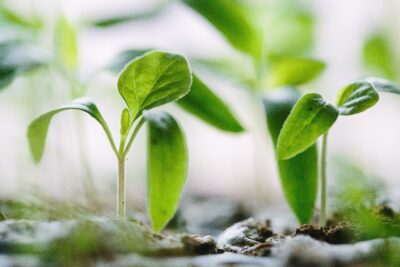 Close-up of a plant sprouting out of dirt