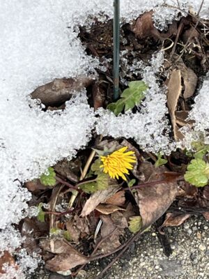 A yellow flower in the snow