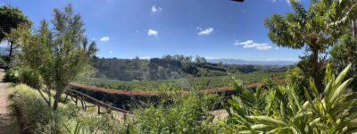 A view of a field of coffee plants