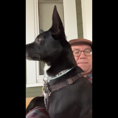 A black dog sitting on a person's lap