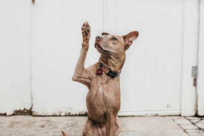 Dog with raised hand